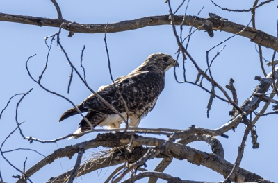 Broad-winged hawk Grand Tetons 2024